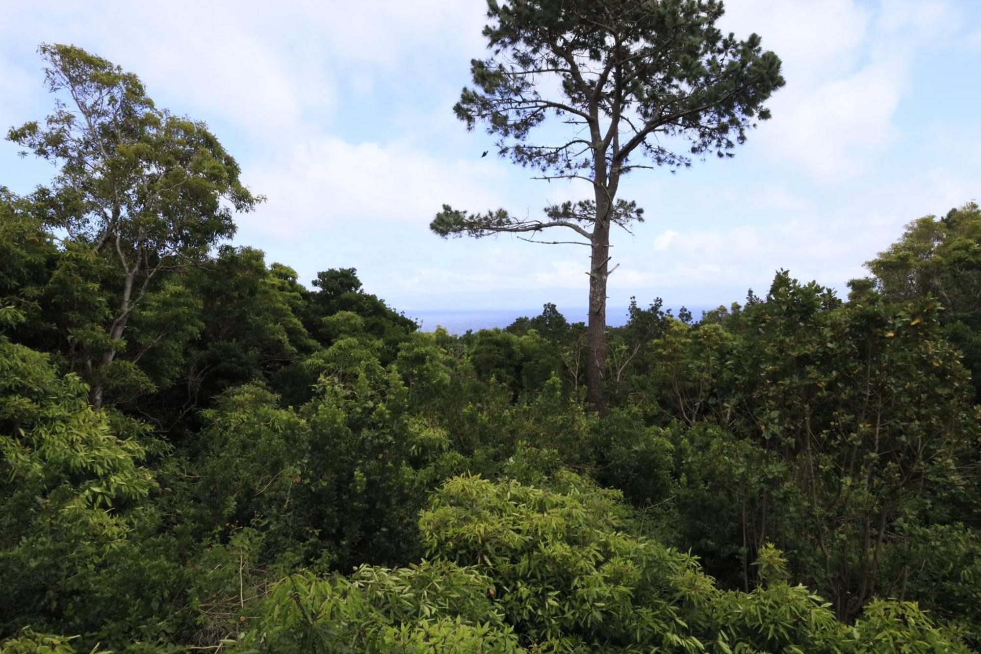 Vila Verde São Roque do Pico Exterior foto